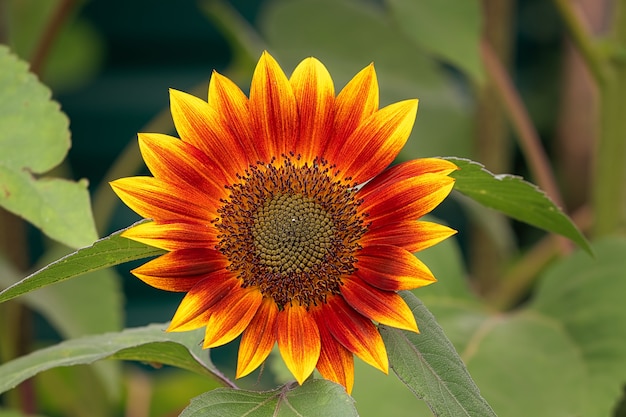 Close up on bright orange decorative sunflower