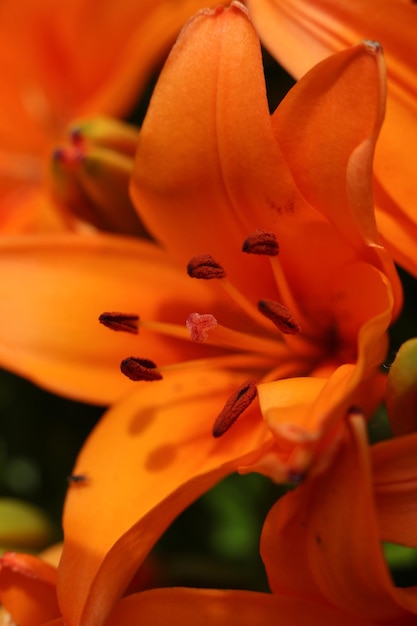 A close up of a bright orange tiger lily flower