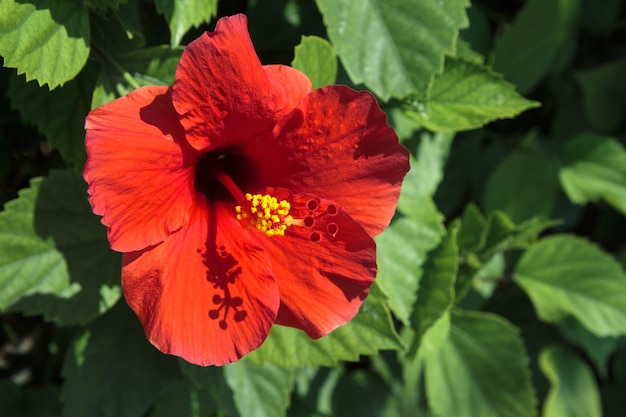 Close-up of a bright red Hibiscus flower in Cyprus