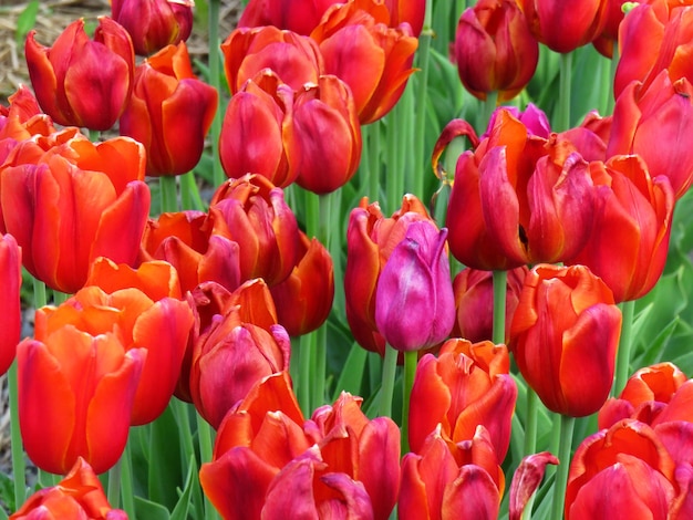 Photo close-up on bright red tulips in a field during spring time