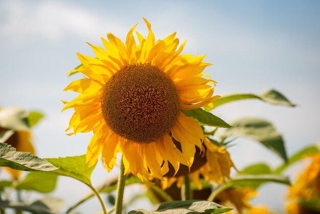 Primo piano del girasole luminoso quasi sbiadito dopo la fioritura. girasoli in campo