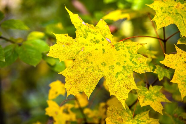 Primo piano di foglie gialle vibranti luminose sui rami di un albero nel parco in autunno