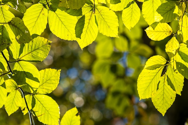 Close up of bright vibrant yellow leaves on a tree branches in autumn park