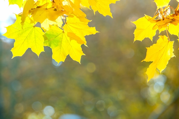 Close up of bright yellow and red maple leaves on fall tree branches with vibrant blurred background in autumn park.