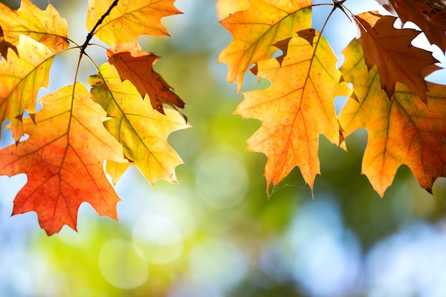 가을 나뭇 가지에 밝은 노란색과 빨간색 단풍 잎 닫습니다