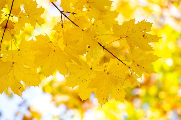 close up of bright yellow and red maple leaves on fall tree branches