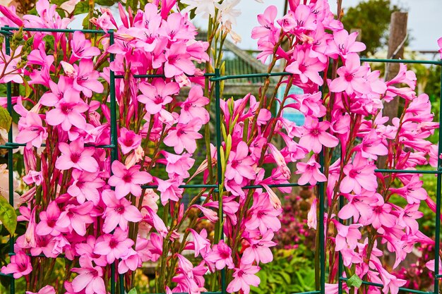 Photo close up of brilliant and gorgeous pink flowers crowding green wire garden fence