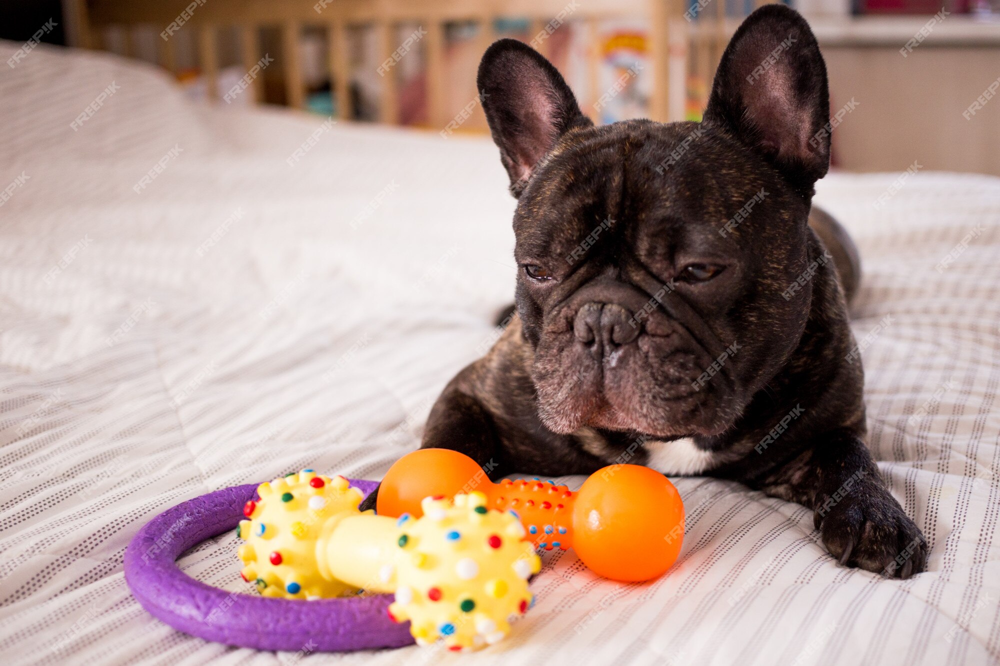 https://img.freepik.com/premium-photo/close-up-brindle-french-bulldog-playing-with-his-toys-bed_72751-276.jpg?w=2000