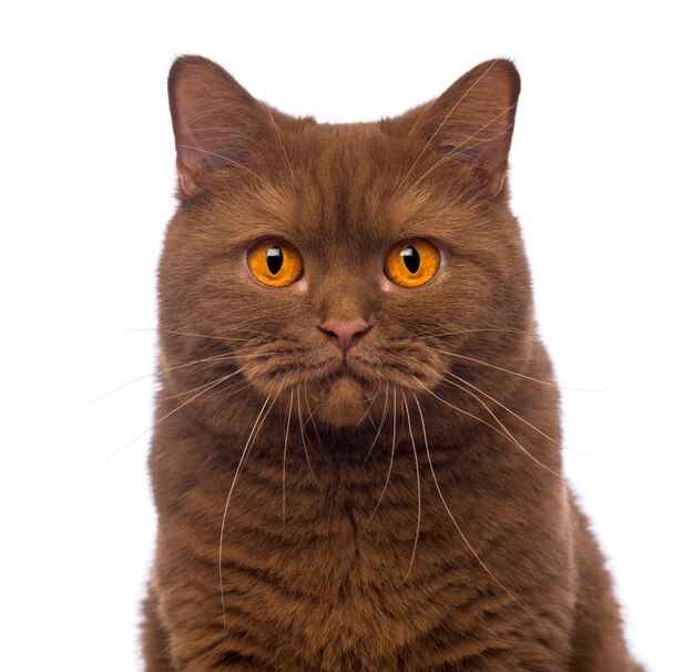 Close-up of a British Shorthair, 20 months old, looking