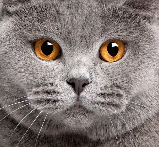 Close-up of British Shorthair cat, 2 years old