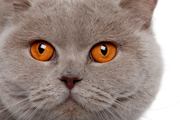 Close up of a british shorthair   