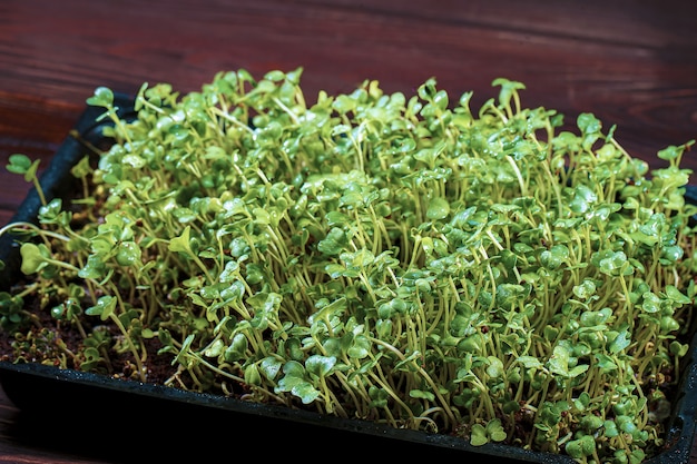 Close-up of broccoli microgreens in the box