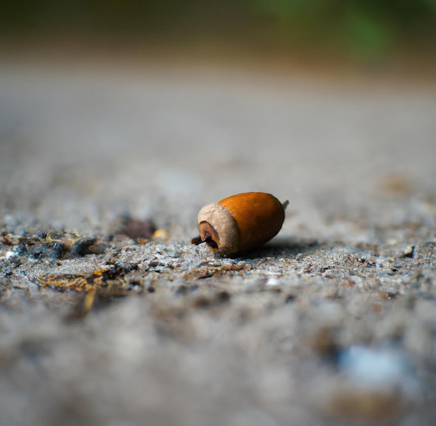 Close up of brown acorn laying on ground in forest