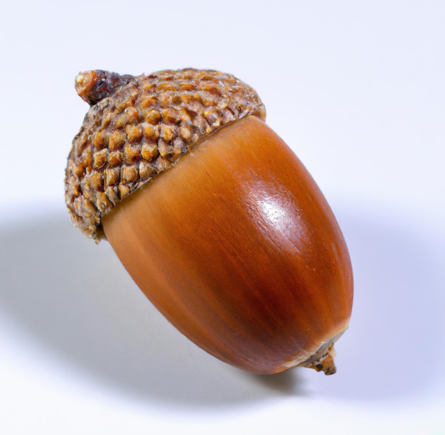 Close up of brown acorn laying on white backrgound