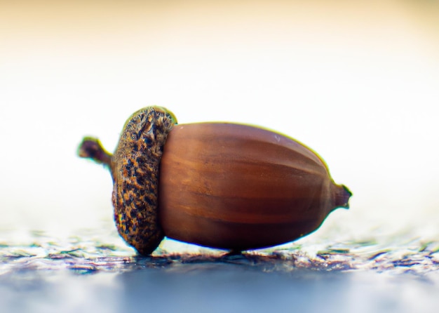 Close up of brown acorn laying on white backrgound