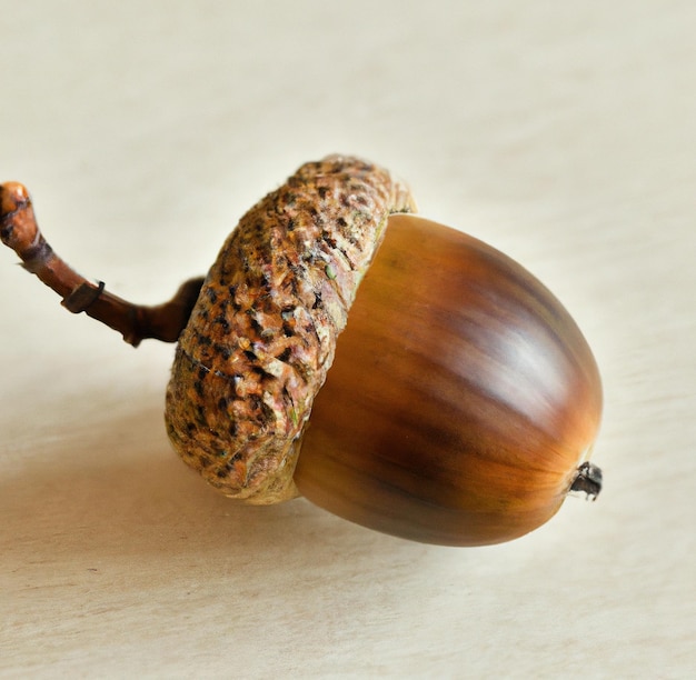 Close up of brown acorn laying on wooden backrgound