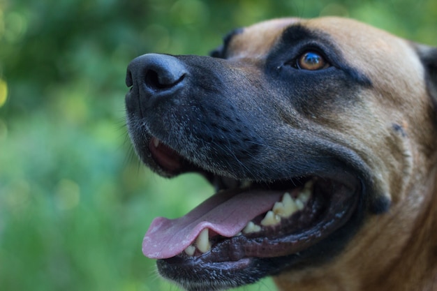 Close-up of a brown American Staffordshire dog in the field