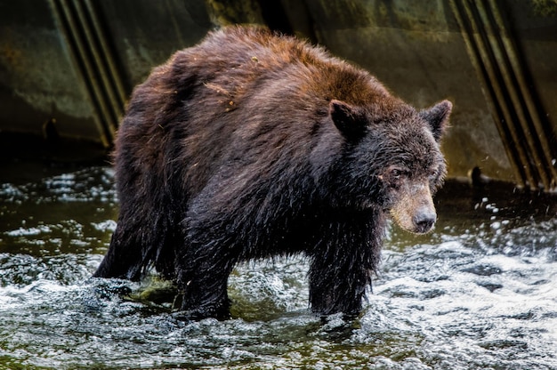 Close-up of brown bear walking in river