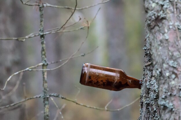 Close-up of brown bottle on tree