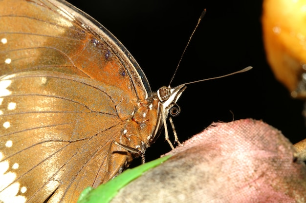 Close up brown butterfly