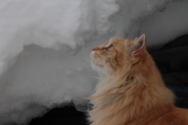 Foto close-up di un gatto marrone che guarda il fumo