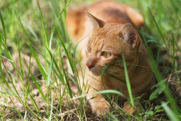 close up brown cat thai playing relaxed in grass