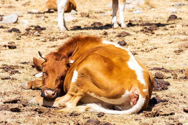 Foto primo piano mucche marroni nel prato concetto di agricoltura e latticini