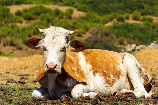 Foto primo piano mucche marroni nel prato concetto di agricoltura e latticini