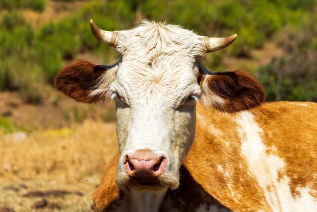 Foto primo piano mucche marroni nel prato concetto di agricoltura e latticini