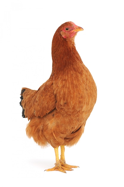 Close-up of a brown cute hen