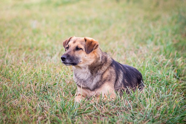 Close-up of a brown dog on a blurry background