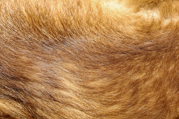 Close up brown dog fur texture background