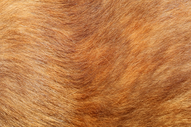 Chiuda sul fondo marrone di struttura della pelliccia del cane