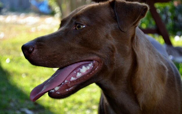 Foto close-up di un cane marrone che guarda lontano al parco