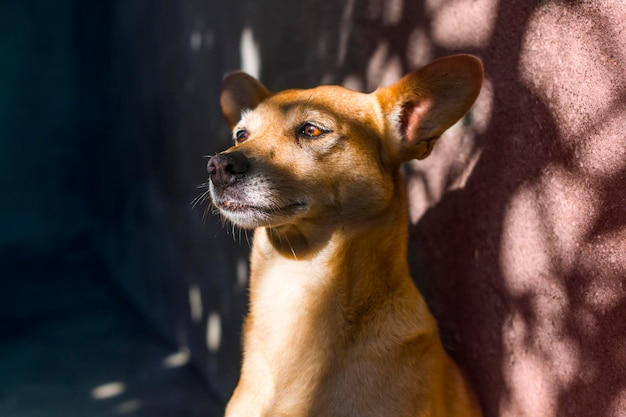 Close-up of brown dog looking away