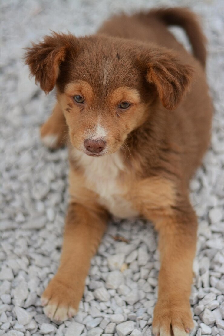 Photo 野原でリラックスしている茶色い犬のクローズアップ
