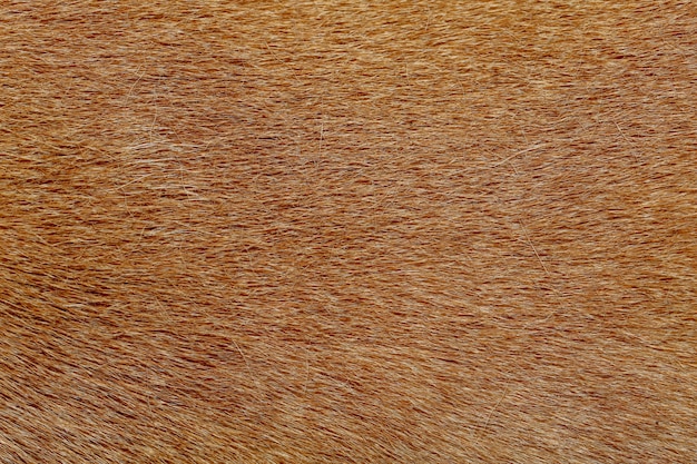 Close up brown dog skin for texture