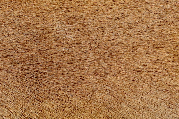 Крупным планом коричневая кожа собаки
