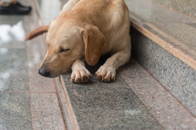 階段で茶色の犬の睡眠のクローズアップ