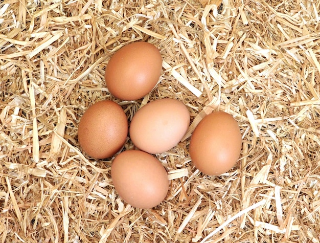 Photo close-up of brown eggs in bird nest