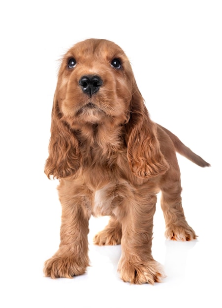 Foto close-up di un cocker spaniel inglese marrone che guarda su sullo sfondo bianco