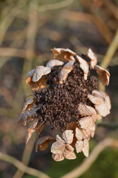 Photo close-up of brown flowers