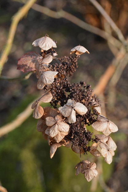 Photo close-up of brown flowers