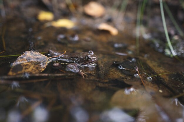 close up of a brown frog in a puddle