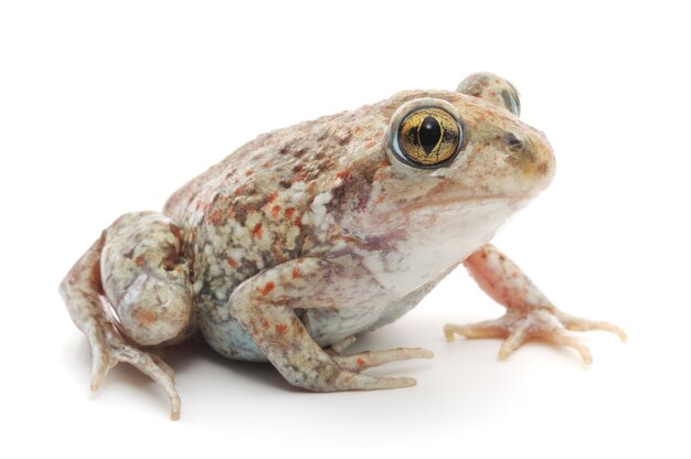 Close up of brown frog in studio