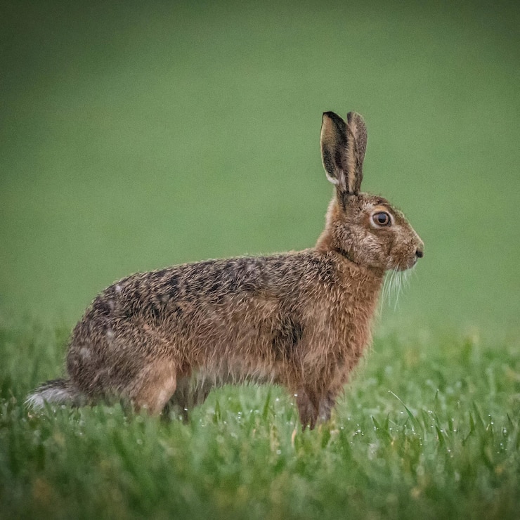Photo close-up of a brown hare on field