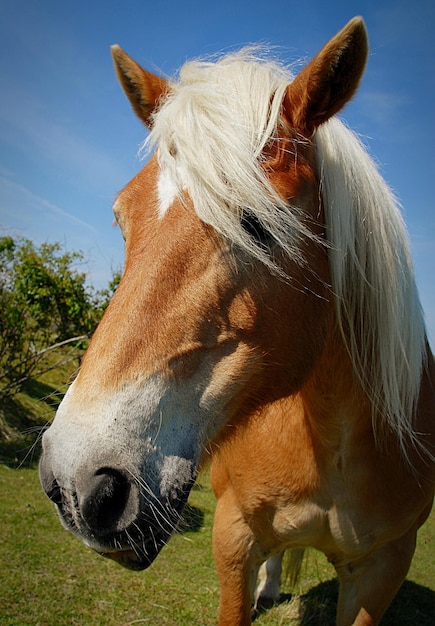 Foto close-up di un cavallo marrone sul campo