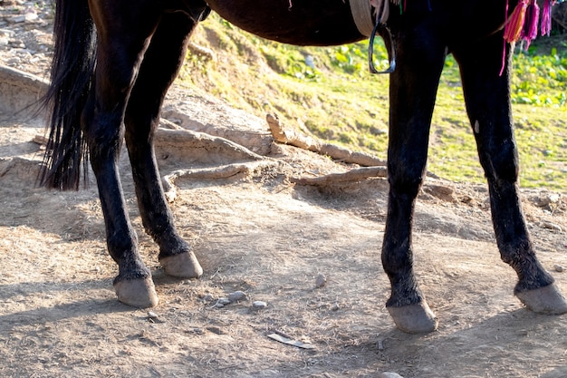 茶色の馬の後ろ足とひづめのクローズアップ