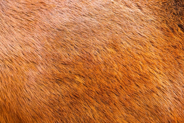 Close up brown horse textured