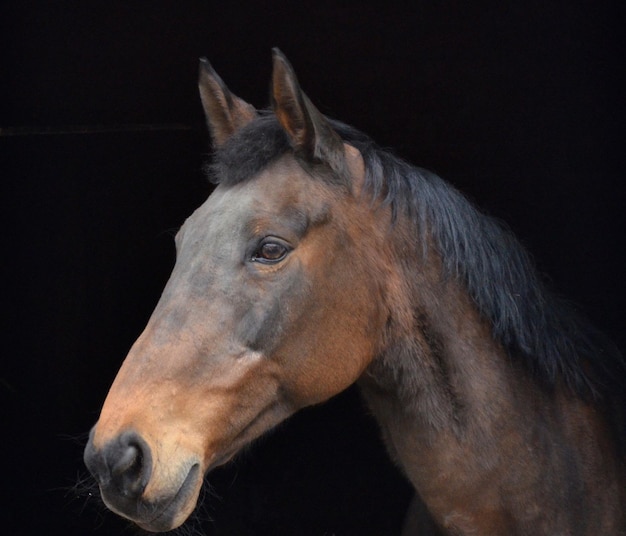 close-up of a brown horse